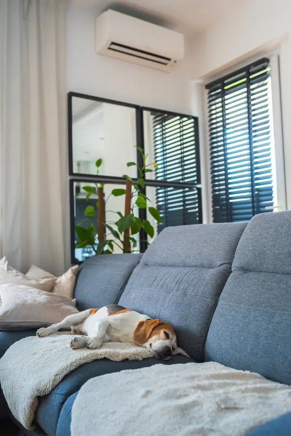 Petit chien dormant paisiblement sur un canapé sous une climatisation murale silencieuse dans un intérieur moderne.